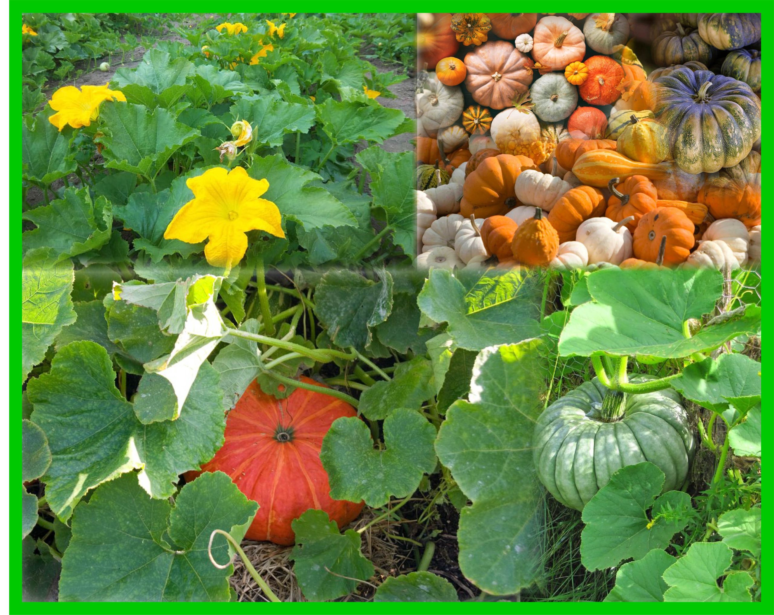 The Growing and Benefits of Pumpkin (Winter Squash)