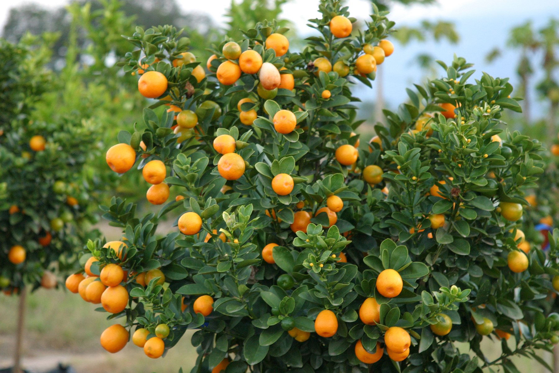 7 Surprising Health Benefits of Oranges You Need to Know