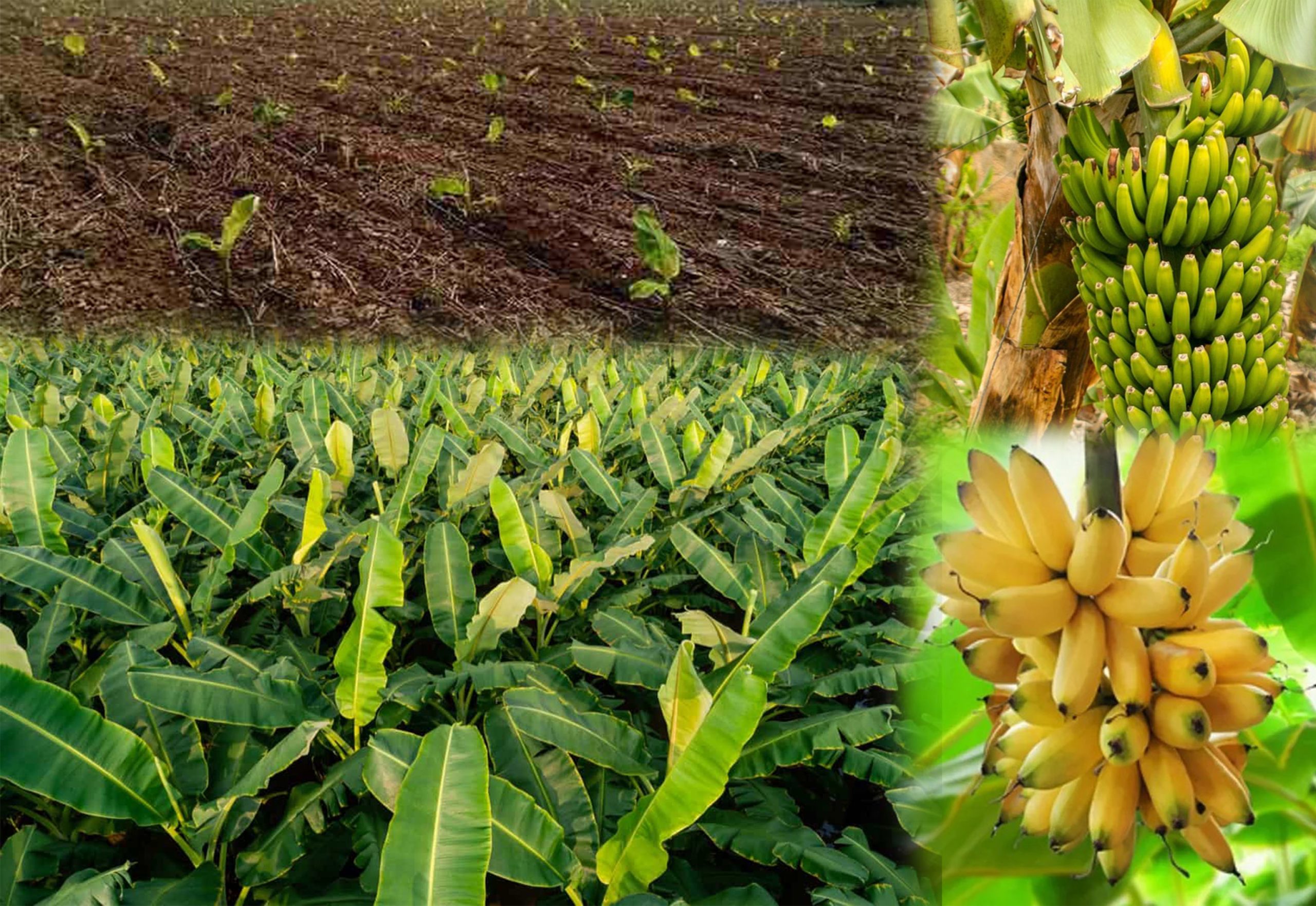 Bananas Farming: Cultivation, Uses, and Benefits